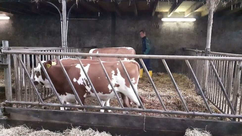 Stressvrij verplaatsen van vee