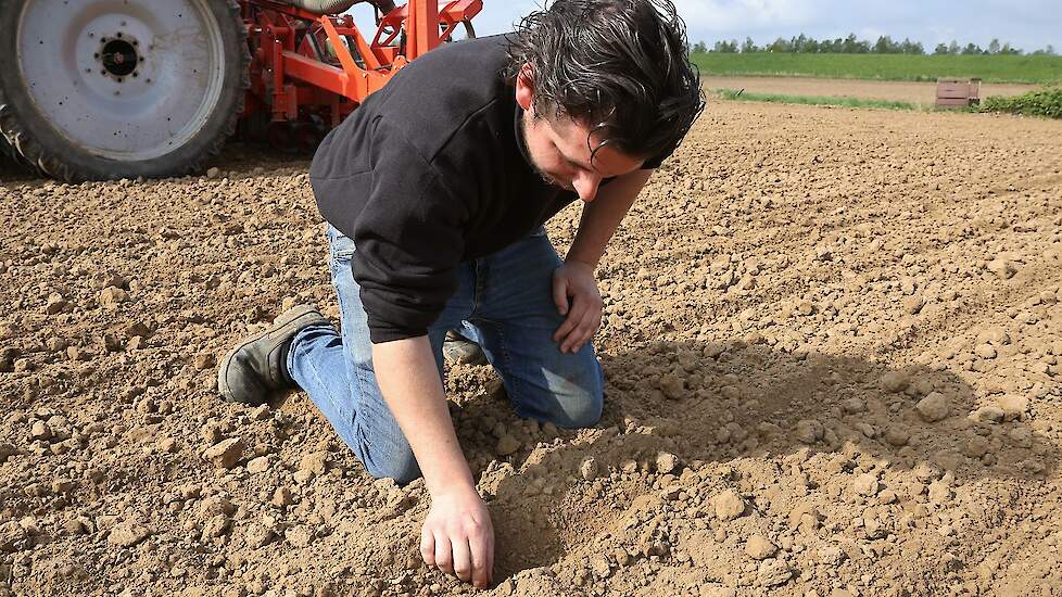 Het zaad wordt op 2 cm diepte gezaaid, tegen de vaste grond aan.