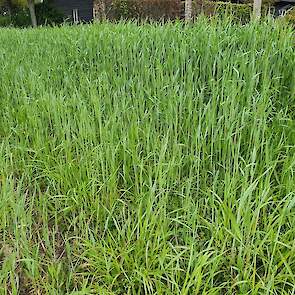 De plant krijgt acht tot negen stengels per spruit waarna de plant de lucht in gaat. Ideale zaaitijdstip ligt tussen 15 september en 15 oktober waardoor het een goede opvolger is voor maïsoogst.