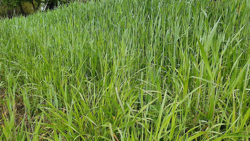 Wanneer het gewas over het gehele veld 70 centimeter hoog staat zal dat zo'n 4.000 kilogram drogestof per hectare opleveren met 150 gram ruw eiwit. Voordeel van snelle lenterogge ten opzichte van engels raaigras als groenbemester is dat hij half februari