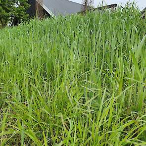 Wanneer het gewas over het gehele veld 70 centimeter hoog staat zal dat zo'n 4.000 kilogram drogestof per hectare opleveren met 150 gram ruw eiwit. Voordeel van snelle lenterogge ten opzichte van engels raaigras als groenbemester is dat hij half februari