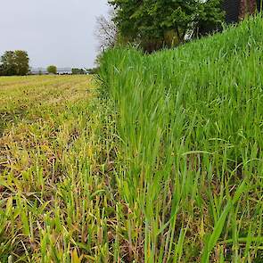 Op het proefveld is de snelle lenterogge op 28 september 2021 gezaaid en op 28 april 2022 gemaaid. Het gewas ging al richting één meter hoog. Niet erg, laat de vertegenwoordiger van KWS weten. „Zolang de pluim nog niet in de plant zit gaat hij nog niet ve