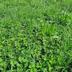 Wat opvalt aan het kruidenmengsel is dat er vooral kruiden te zien zijn. Het aandeel gras had volgens Van Geresteijn en de bezoekers van de demodag wel hoger mogen zijn.