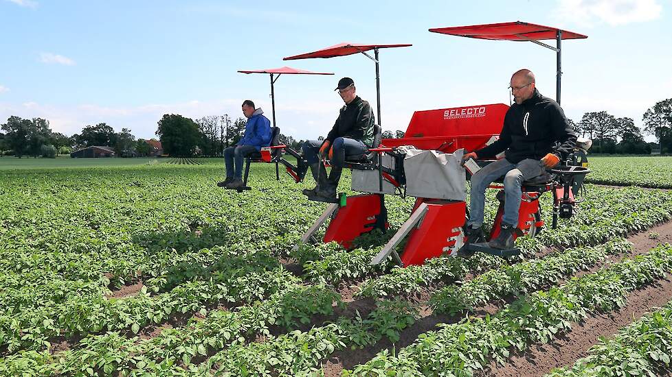 Vincent Schurink, Bart Geessink en Jeroen Oonk selecteren hier het chipsras VR 808 van Derk Hulshof. De felle zon maakt het lastiger te zien, desondanks gaan de mannen door.