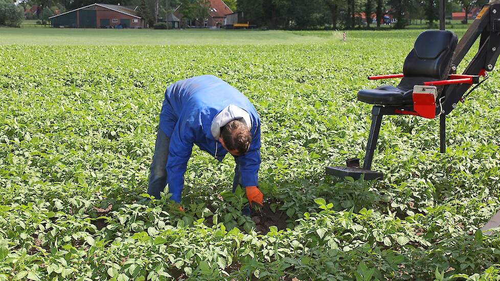 Het werk lijkt vooralsnog redelijk goed, zegt Hulshof. „Er is nog weinig virus.” Maar de grote aanwezigheid van luizen maakt hem wel extra alert. „Als er al veel ziek in een perceel zit, weet je zeker dat het straks écht een probleem gaat worden.”