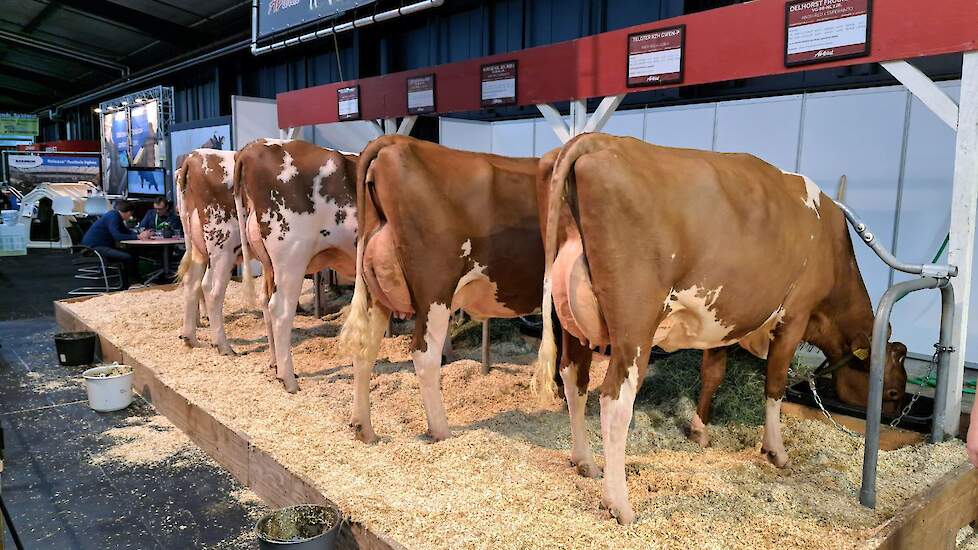 AI-Total liet een aantal dieren van de roodbonte NVI-topper Andy-red (Anreli-red x Bouw Rocky) zien. Vooral de kopvaars imponeerde met veel capaciteit, breedte en een best uier.