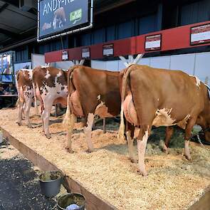 AI-Total liet een aantal dieren van de roodbonte NVI-topper Andy-red (Anreli-red x Bouw Rocky) zien. Vooral de kopvaars imponeerde met veel capaciteit, breedte en een best uier.