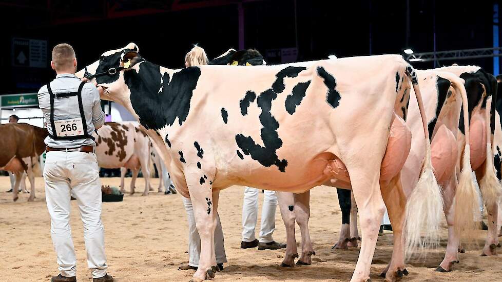 Hbc Devour Plegde van Schep Holsteins, Bergambacht, volgde op de tweede plaats. De grote, lange Devour-dochter had eveneens een beste uier, waarbij vooral haar brede achteruier opviel.