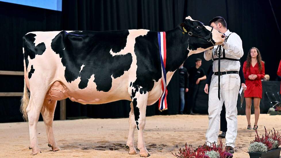 In de tweede middenklasserubriek kwam bij de zwartbonten een absolute kopkoe voorop, Heerenbrink Angelina van de familie Steegink uit Okkenbroek. De Devour-dochter, eerder dit jaar al algemeen kampioene in Beilen, is best ontwikkeld met goede breedtematen