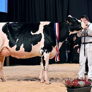 In de tweede middenklasserubriek kwam bij de zwartbonten een absolute kopkoe voorop, Heerenbrink Angelina van de familie Steegink uit Okkenbroek. De Devour-dochter, eerder dit jaar al algemeen kampioene in Beilen, is best ontwikkeld met goede breedtematen