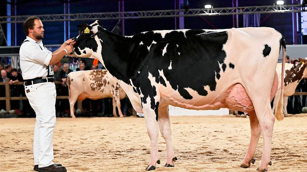 Melkveebedrijf Abbink uit Vriezenveen kreeg de derde plek toebedeeld voor Amvh Tanja 1103. De Mogul-dochter heeft een beste uier en goede achterbenen.