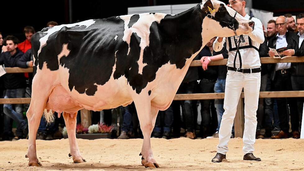 Ook de tweede seniorenrubriek bij de zwartbonten werd aangevoerd door een absolute kopkoe. Southland Dem Dellia 92 schitterde al als kopkoe in de winnende bedrijfsgroep van Southland Holsteins en maakte ook in haar rubriek indruk. De fraaie Dempsey-dochte