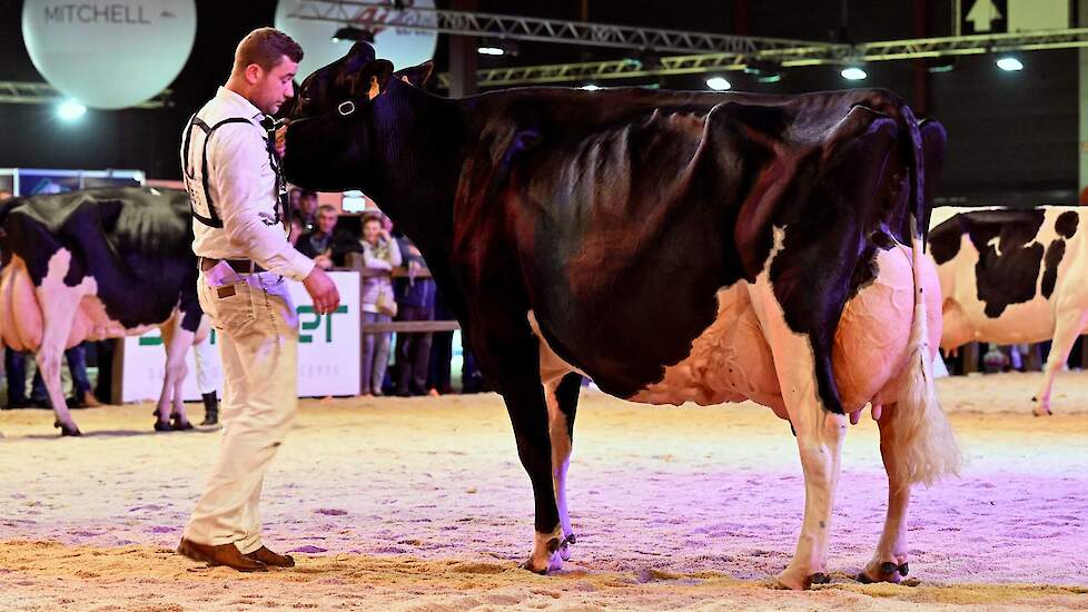 Bij zwartbont resteerde de productieklasse die bestond uit drie 100-tonners en twee koeien met ruim 75.000 kg melk op de teller. Een geweldige rubriek met bewezen koeien. Op kop kwam de fantastische Drakkar Bulona. De bekende Shottle 41-dochter van de com