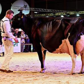 Bij zwartbont resteerde de productieklasse die bestond uit drie 100-tonners en twee koeien met ruim 75.000 kg melk op de teller. Een geweldige rubriek met bewezen koeien. Op kop kwam de fantastische Drakkar Bulona. De bekende Shottle 41-dochter van de com