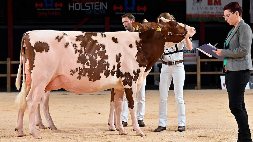 Drouner Mientje 1766 van de familie Albring uit Drouwenermond belandde op de tweede plek van de rubriek, nadat ze in eerste instantie op kop was gezet. De Triple Crown-dochter is een prachtige, evenredig gebouwde vaars met een hele mooie middenhand met di