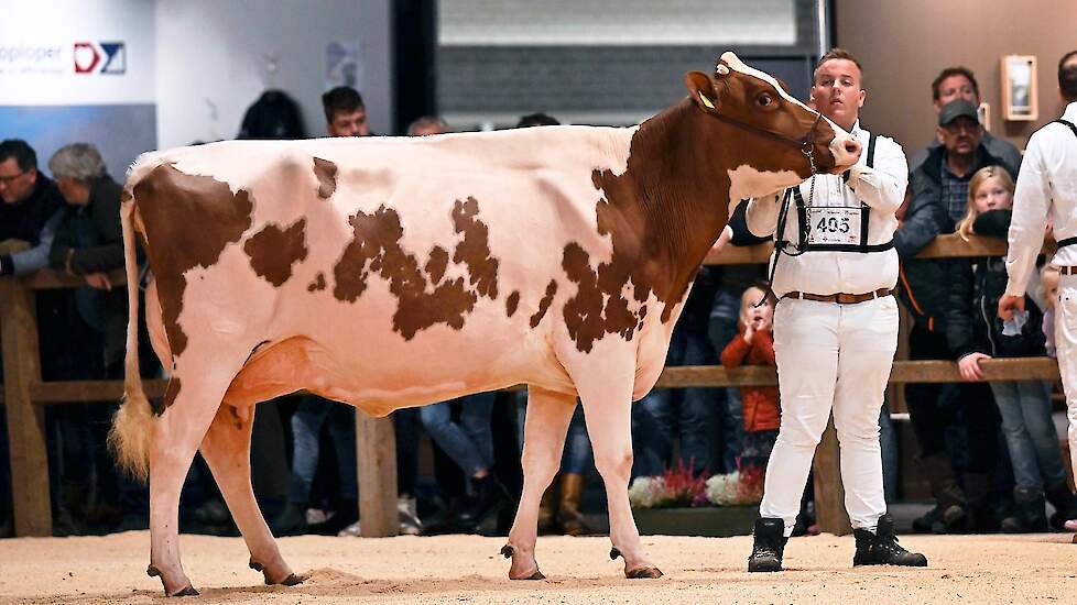 De derde plaats ging naar Twente Dairies Incredibull Mel van de familie Tijhuis uit Hooghalen. De grote, lange Incredibull-dochter had een bijzonder beste, hoog en breed aangehechte uier waarvoor ze de uierprijs kreeg in deze rubriek.