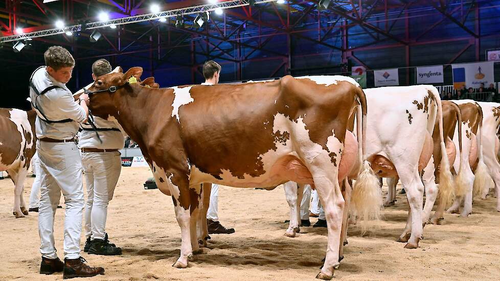 Ook op de vierde plaats een prachtige jeugdige koe. Bossink Rika 640 van de familie Van der Kolk uit Wierden, een Colorado-dochter is een mooie, evenredig gebouwde koe met goede benen en een goede uier.