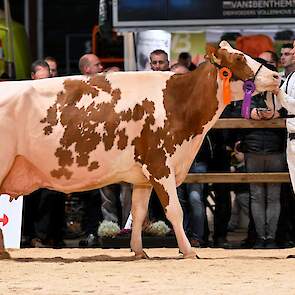 Bij roodbont zorgde de tweede seniorenrubriek voor kippenvel, ze was adembenemend goed. Er liepen louter kwaliteitskoeien in de ring, waarvan er meerdere al nationale titels hadden gewonnen. Voorop kwam Heerenbrink Truus 4 van Steegink. De Big Apple-docht