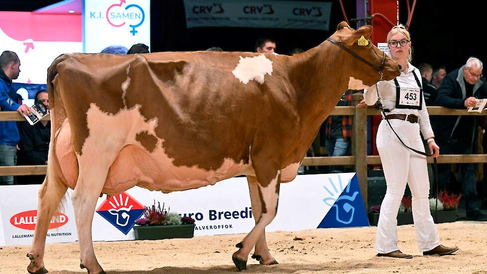 Twente Dairies Apple José 2 van Tijhuis is voormalig NRM-kampioene. Ze stond er geweldig voor en is een toonbeeld van fraaiheid en functionaliteit. De Apple-dochter heeft veel kwaliteit, is zeer fraai van type, loopt op beste benen en heeft een geweldige