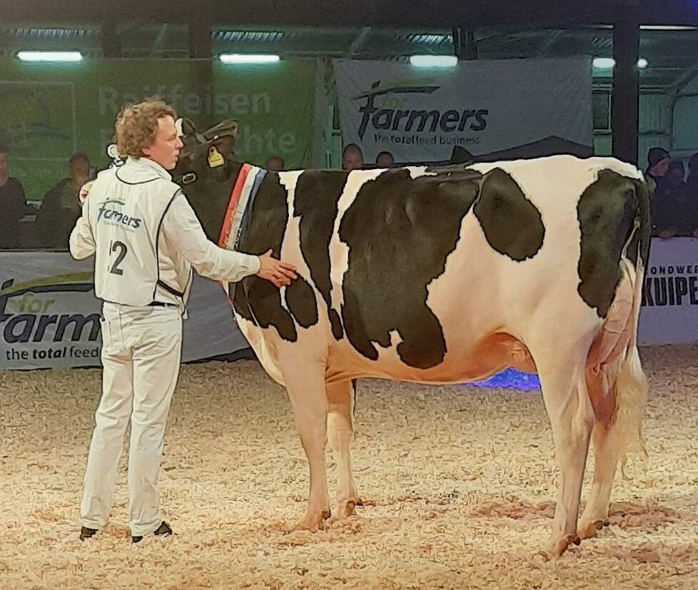 Amvh Pietje 1303 van Abbink melkveehouderij uit Vriezenveen pakte de juniorentitel op de TASS.