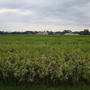 4 juli: Het gewas groeit lekker door en begint al af te rijpen. Van der Weele denkt dat hij over een week of drie kan dorsen.