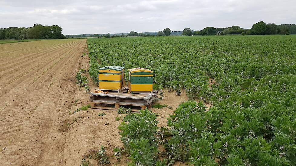 26 mei: Het gewas groeit goed door. Op de hoogste plekken zijn de planten al meer dan een meter hoog. De veldbonen staan volop in bloei, de eerste zijn al weer uitgebloeid. Van der Weele heeft bijenkasten geplaatst langs de rand van het perceel. Deze bije