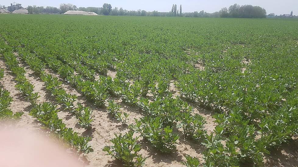 4 mei: Van der Weele heeft de veldbonen gespoten tegen chocoladebladvlekkenziekte. Een preventieve bespuiting, maar de eerste vlekjes zaten er al wel in als gevolg van de natheid vorige maand. Als het nu droog blijft, zou het gewas bespaard kunnen blijven