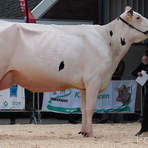 Emilia (Walnutlawn Sunlight x Vekis Chevrolet) werd uitgeroepen tot Kopkoe in de middagronde.