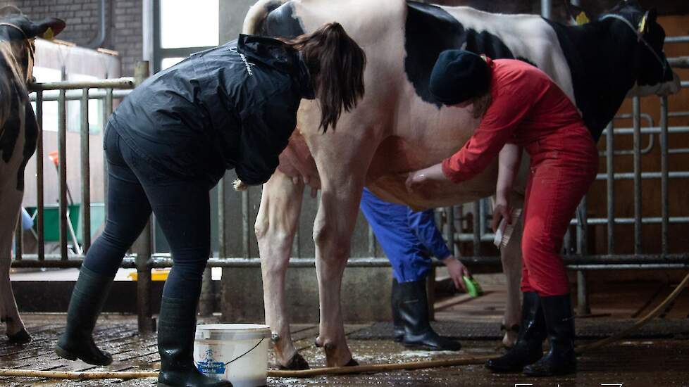 Om ervoor te zorgen dat de dieren zichzelf optimaal presenteren, worden alle deelnemers aan de 'keuring' gewassen.