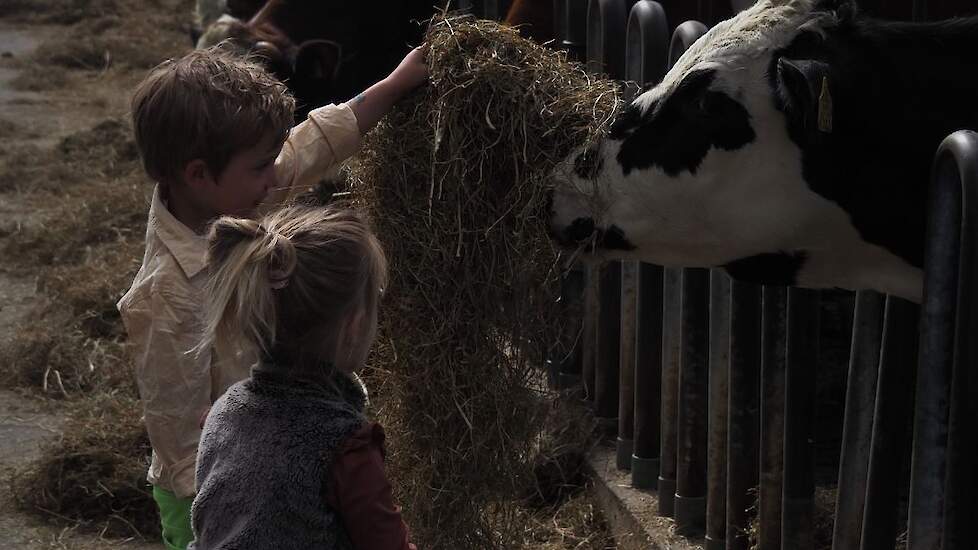 Het jongvee en de droge koeien stonden op stal. Hier konden kinderen naar harte lust koeien voeren en aaien.