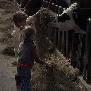 Het jongvee en de droge koeien stonden op stal. Hier konden kinderen naar harte lust koeien voeren en aaien.