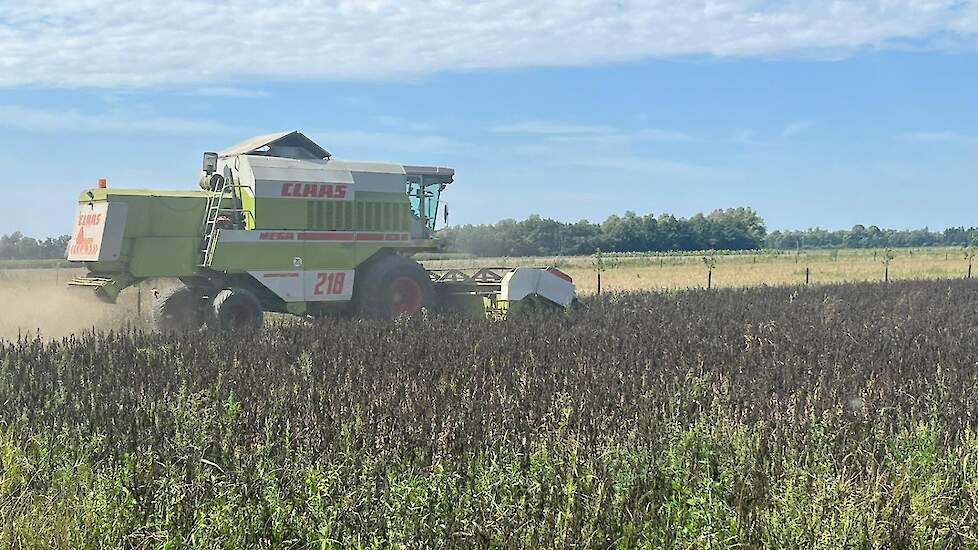 De veldbonen van Howard Koster in Millingen (GD) zijn klein gebleven. De opbrengst is 3 ton per hectare.