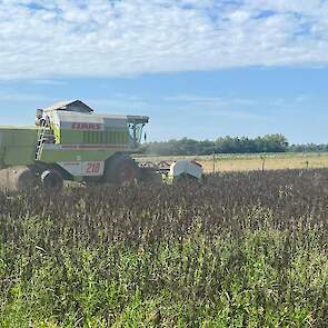 De veldbonen van Howard Koster in Millingen (GD) zijn klein gebleven. De opbrengst is 3 ton per hectare.