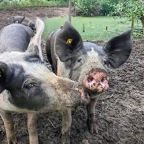 Nieuwsgierige varkens in de modder op het woonzorgcomplex.