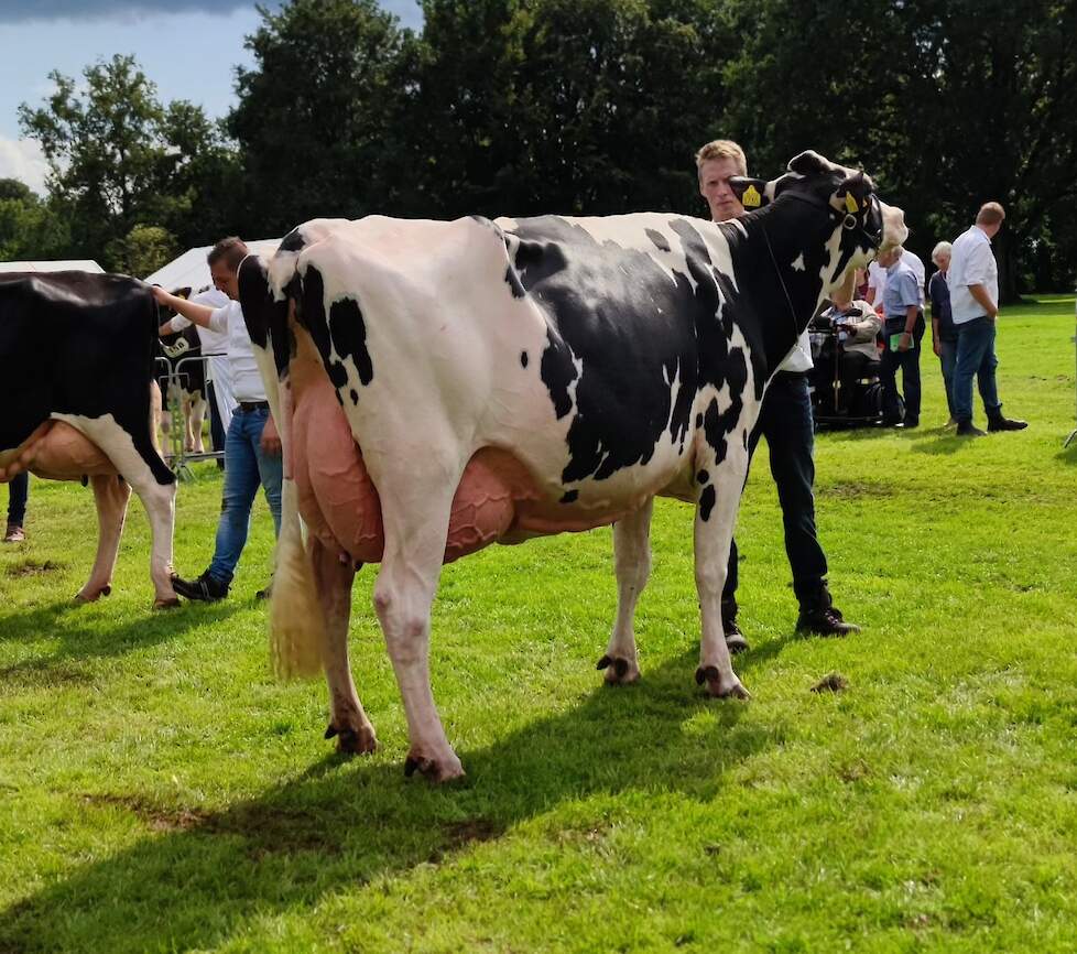 1A en reservekampioene middenklasse Amvh Tanja 1103.