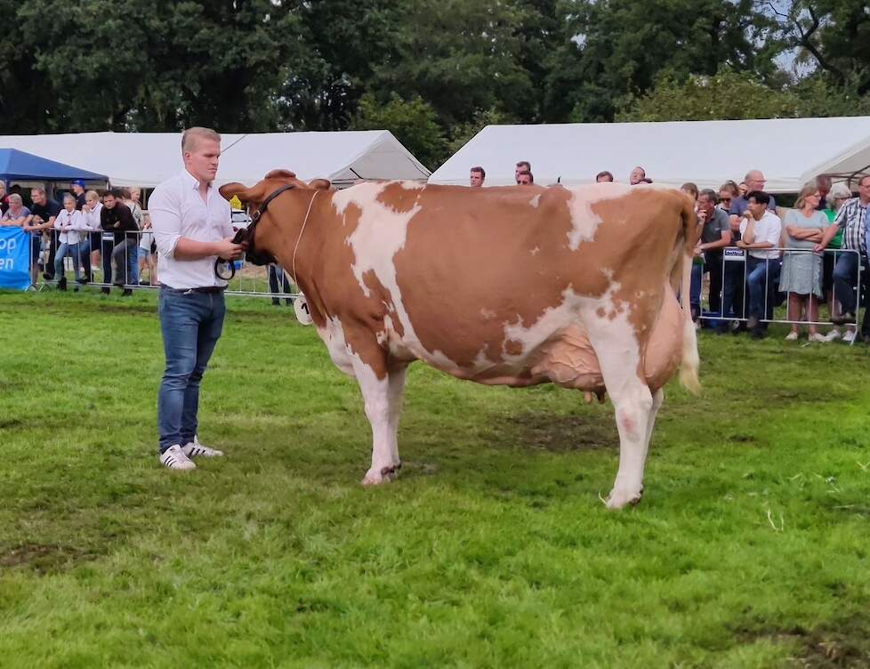 Campbeerns Mieke 54 belichaamt de ideale boerenkoe met haar fraaie type en functionele bouw. Ze kreeg de eervolle vermelding in de productieklasse.