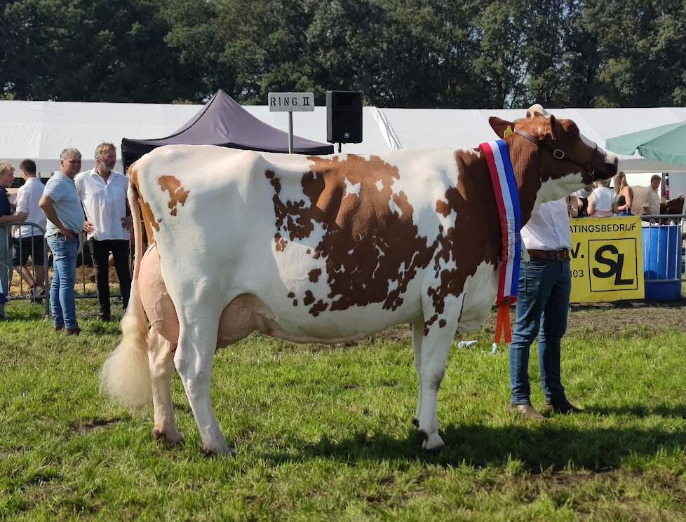 Nijkamp Ria 92 werd senioren en algemeen kampioene roodbont.