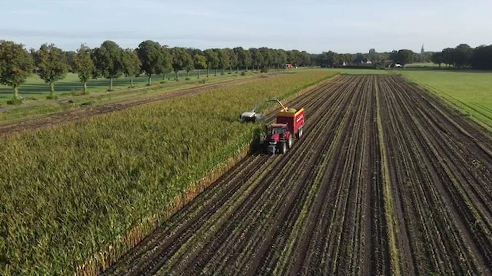 Mais hakselen bij melkveehouder Luc Ratering uit Lievelde