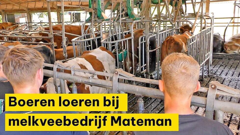 Boeren loeren bij melkveebedrijf Mateman