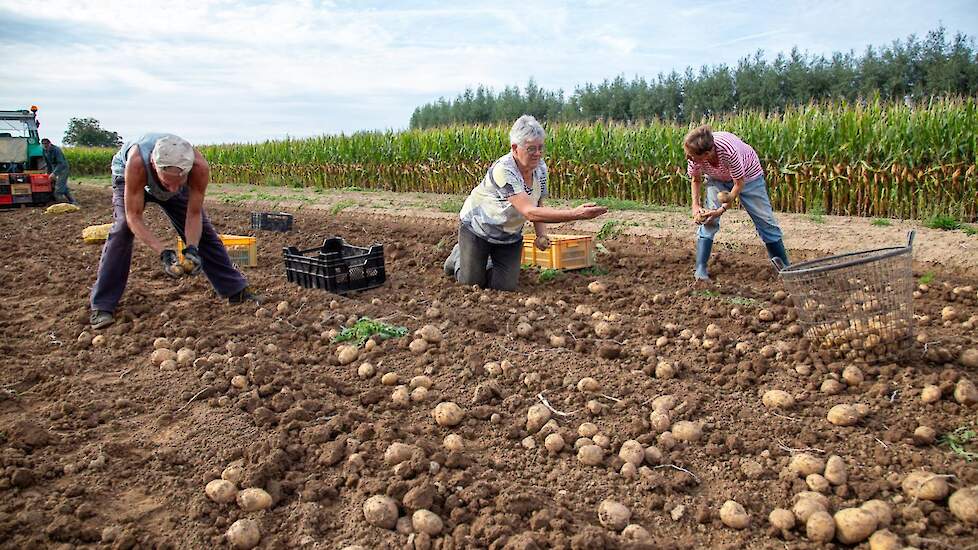 Samen met vrienden Arnold Kubler en Ria Behr (rechts) rooit de familie De Vries de aardappelen.