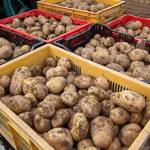 Voor de verkoop worden de aardappelen opgezakt in zakken van 5 of 10 kg. Naast aardappelen verkopen de ondernemers ook eieren.