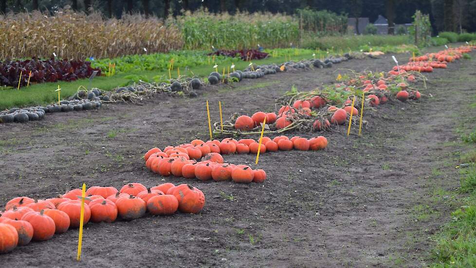 Verschillende rassen pompoenen