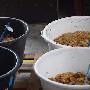 Het fermenteren van de tomaten voor de zaadoogst