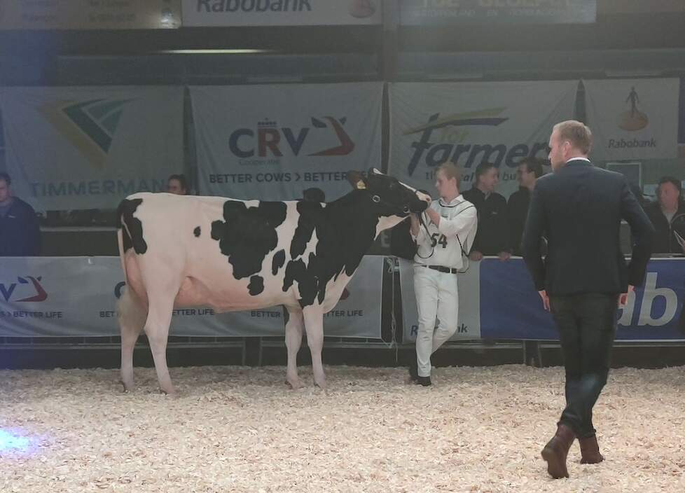 Viervoudig Nederlands Kampioen veebeoordelen Herre Kuiper keurde de zwartbonten in Vriezenveen. Het aanwijzen van Nellie 259 als vaarzenkampioene was niet zijn moeilijkste keuze, ze won overtuigend.