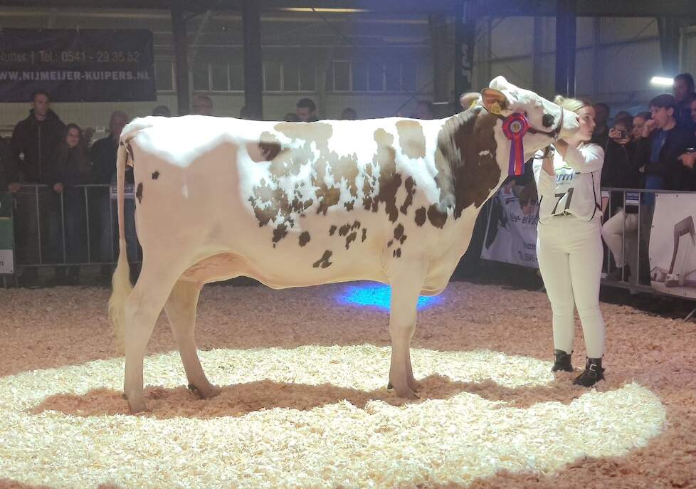 Wilskracht Warsi 1433 won de reservetitel bij de roodbonte vaarzen.