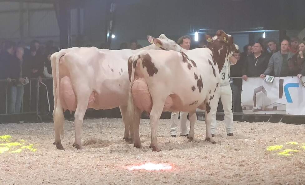 Het kampioensduo bij de oudere roodbonten werd gevormd Trillie 171 (rechts) en Wilskracht Warsi 879 (links). Trillie werd ook uitgeroepen tot algemeen kampioene.