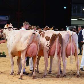 In de tweede rubriek ging het niveau een stuk omhoog. Op kop Noorder Splash P VRC van de combinatie Schoonhoven – ARGH Holsteins uit Noordeinde. De evenredige Mirand-dochter toonde een mooi type en was erg goed afgewerkt. Ze kreeg de voorstap boven de bes