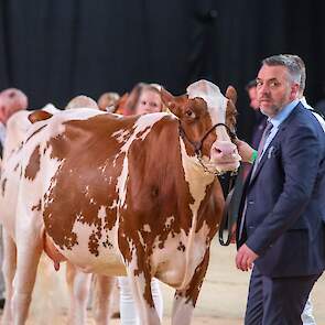 De eervolle vermelding ging naar Heerenbrink Dolly Olymp Rae 2.