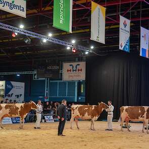 Het kop trio in deze middenklasse was van zeer hoog niveau. Topcross Jaan 668 wordt gevolgd door P.M. Rebekka 173 van de familie Pinkert uit Markelo, een jeugdige, mooitypische Avatar-dochter met beste benen en een ondiep, sterk, hoog aangehecht uier. Ze