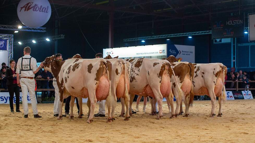 De tweede rubriek was zeer imponerend met vijf geweldige koeien in de ring. Op kop kwam Bossink Gerda 64. De zevende kalfs Curtis-dochter is een echte krachtpatser met royale hoogte-, breedte- en dieptematen, beste benen en een best bewaard, sterk uier.